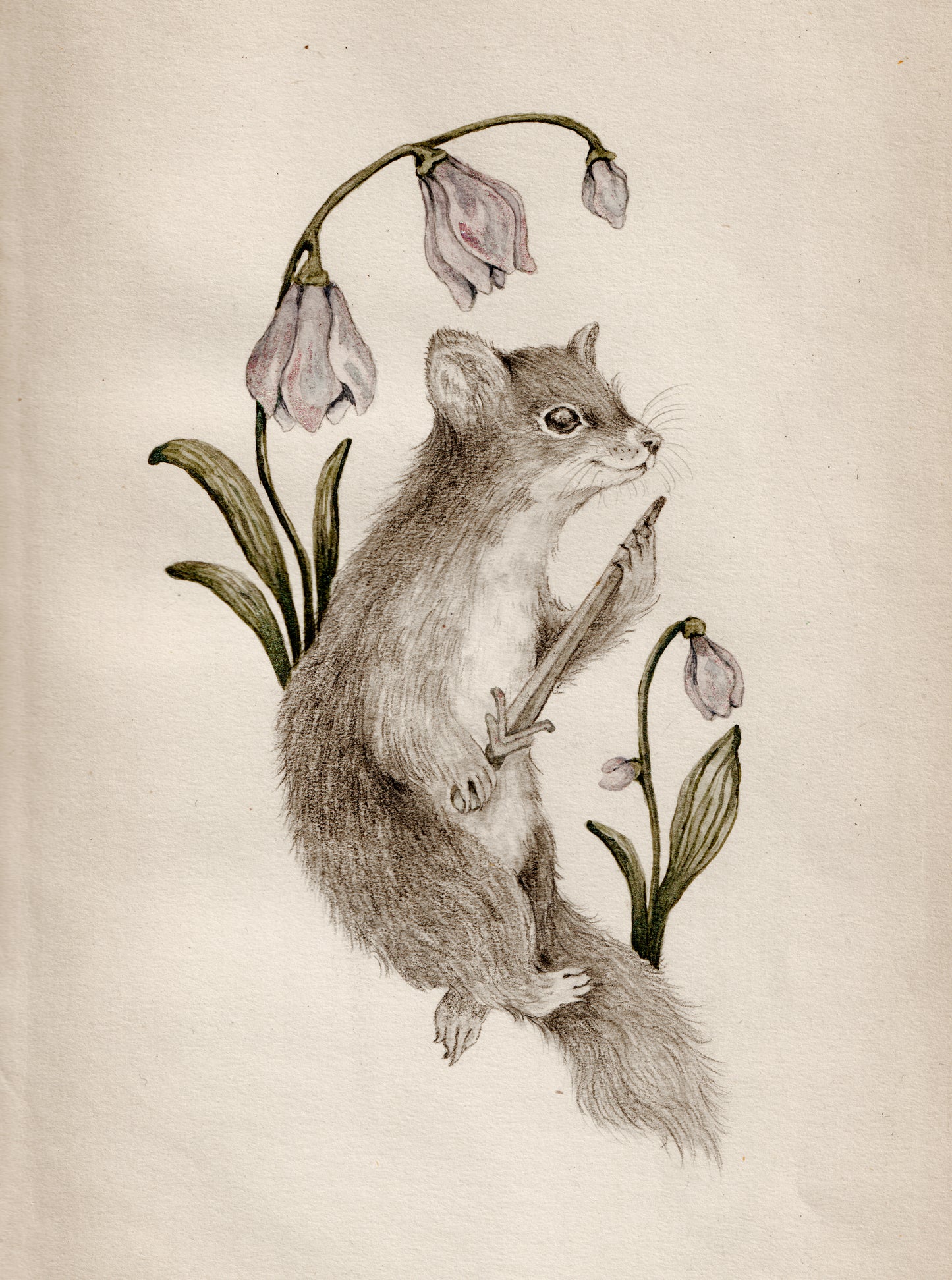 Original Watercolor Illustration Little Brave Marten