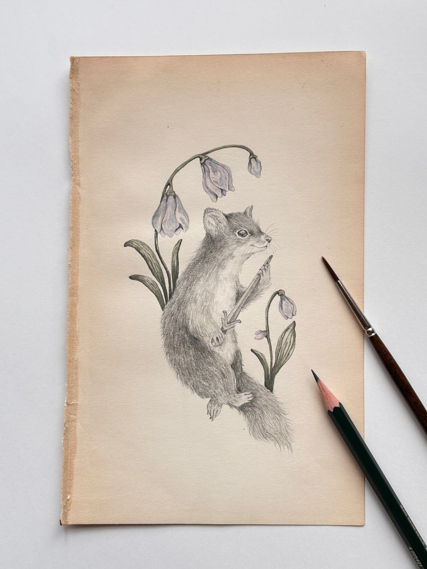 Original Watercolor Illustration Little Brave Marten